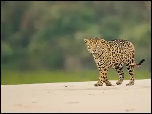Piasek, Jaguar
