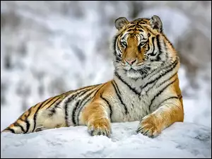Zbliżenie, Tygrys, Śnieg
