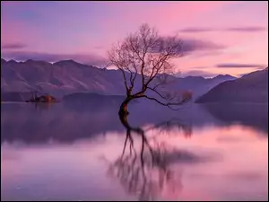 Drzewo, Odbicie, Nowa Zelandia, Jezioro Wanaka, Chmury, Jesień, Góry