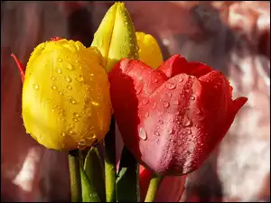 Kolorowe, Krople, Bukiet, Kwiaty, Tulipany