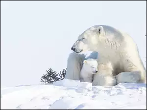 Śnieg, Niedźwiedzie polarne, Niedźwiedzica, Niedźwiadek