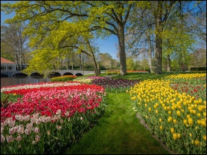Holandia, Most, Drzewa, Rzeka, Ogród, Wiosna, Kwiaty, Park, Tulipany, Keukenhof