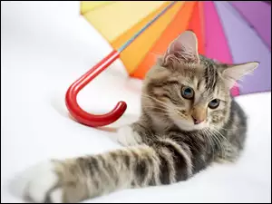 Kotek leżący pod parasolką