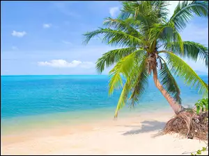 Palma na plaży z widokiem na morze