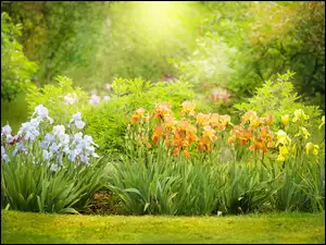Ogród, Kolorowe, Irysy, Kwiaty
