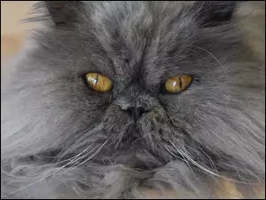 Kot perski o cudnych oczach