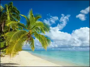 Palmy przy morskiej plaży