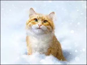 Śnieg, Rudy, Kot, Zima