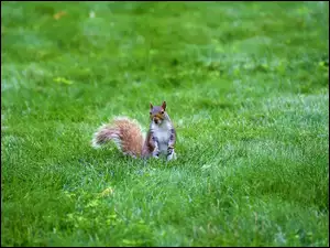 Wiewiórka siedząca w trawie