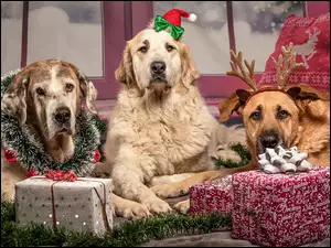 Trzy psy ze świątecznymi przybraniami na głowie obok prezentów