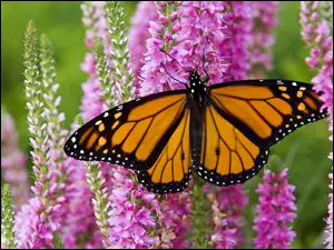 Monarch, Ogród, Motyl, Piękny, Kwiaty