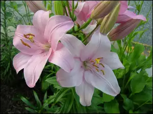 Lilie, Kwiaty