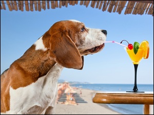 Pies na drinku w barze przy plaży
