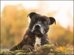 Pit Bull Terrier, Amerykański pitbulterier