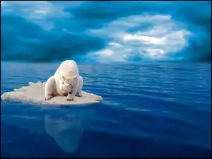 Morze, Niedźwiedź polarny, Kra lodowa