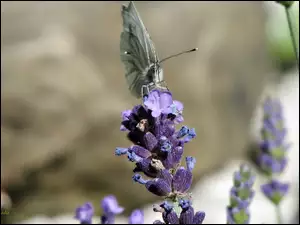 Motyl, Kwiat, Lawenda