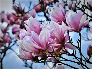 Kolorowe kwiaty magnolii