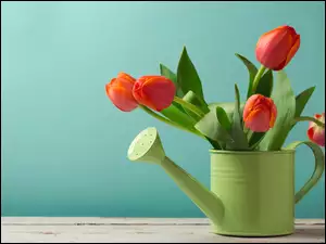 ozdobna zielona konewka z bukietem tulipanów