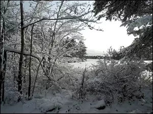 Ośnieżone drzewa i krzewy nad zaśnieżonym jeziorem