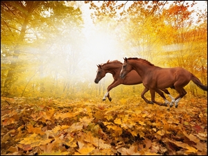 Jesień, Dwa, Konie, Drzewa