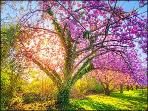 Kwitnące drzewo, Park, Wiosna