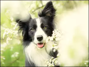 Pies Border collie pośród kwiatów