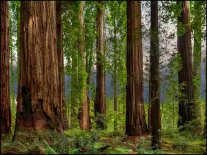 Sekwoje i paprocie w Parku Redwood