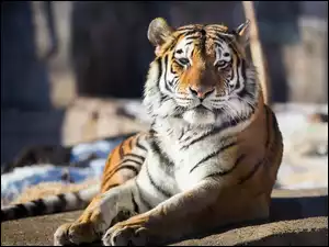Kot, Zoo, Dziki, Tygrys, Zwierze