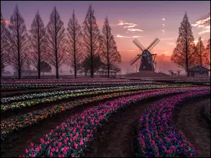Plantacja tulipanów z widokiem na wiatrak