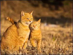 Dwa rude koty w blasku słońca