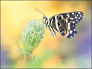 Dzika marchew, Motyl, Papilio demodocus