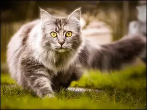 Kot na trawie