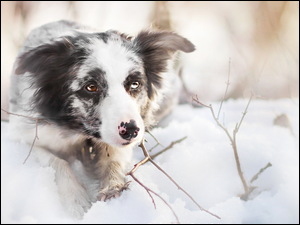 Pies rasy border collie leży na śniegu