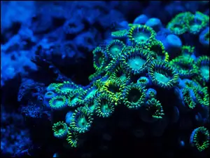 Koralowiec, Rafa