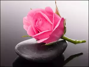 SPA kamień z różą