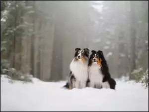 Owczarki szetlandzkie w śnieżnym lesie
