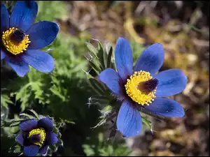 Niebieskie, Kwiaty, Sasanki