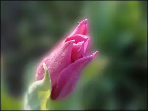 Tulipan, Różowy, Kwiat, Wiosenny