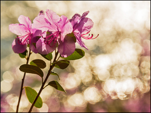 Różanecznik, Kwiaty, Rodondreony