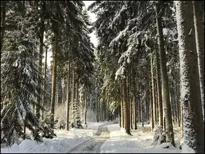 Zimowa droga w śnieżnym lesie