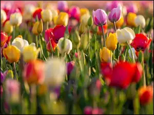 Rozmycie, Kolorowe, Tulipany