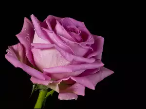 Rozwinięta różowa róża z kropelkami wody