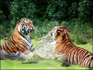 Dwa walczące ze sobą tygrysy w ZOO