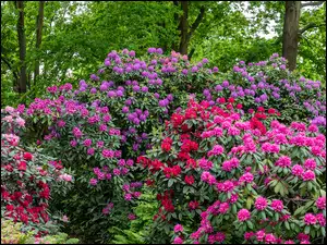 Różaneczniki, Kolorowe, Krzewy, Rododendrony