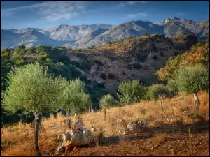 Drzewka oliwne na tle gór na Krecie
