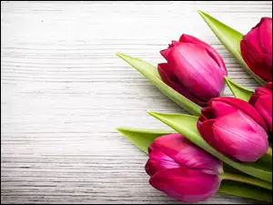 Pięć różowych tulipanów w bukiecie