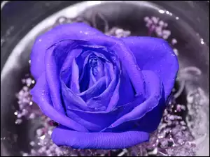 Niebieska, Kwiat, Róży, Jedna