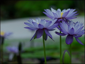 Niebieskie kwiaty lotosu