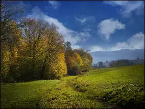 Jesień, Łąki, Drzewa