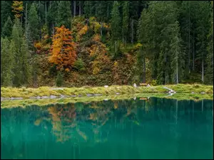 Las, Austria, Drzewa, Jezioro Herzsee, Gmina Aldrans